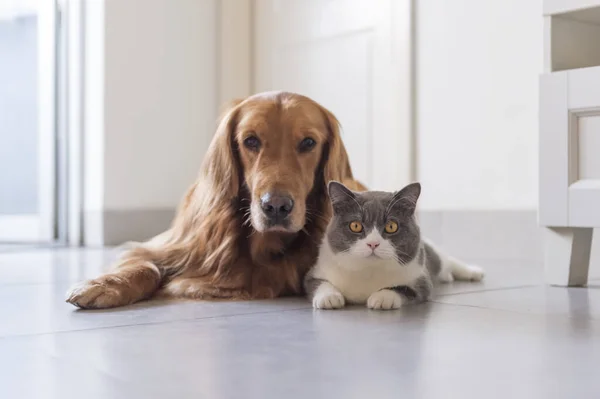 Britische Kurzhaar Und Golden Retriever Freundlich — Stockfoto