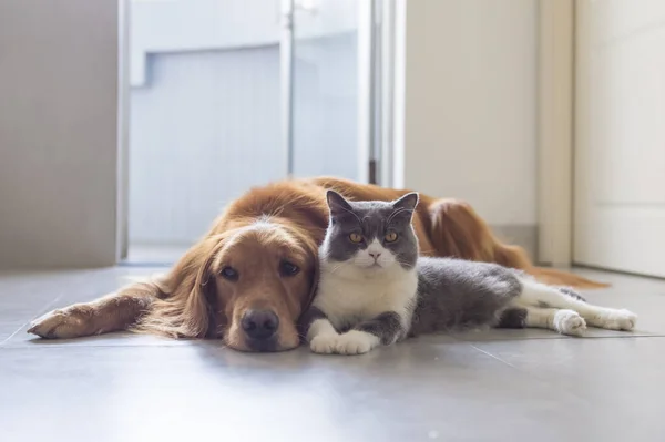 British Shorthair Και Golden Retriever Φιλικό — Φωτογραφία Αρχείου