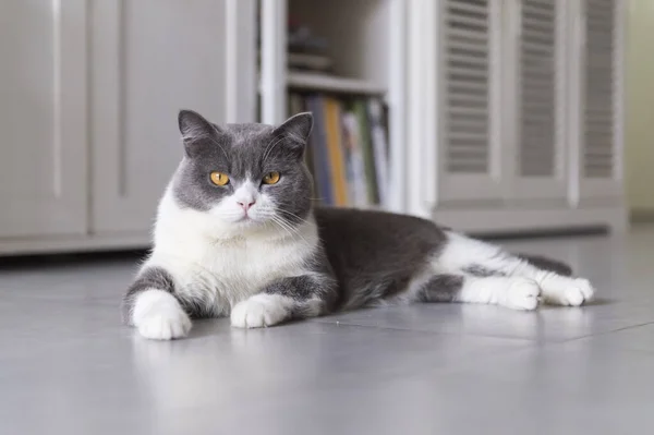 Bonito Britânico Shorthair Agachamento Chão — Fotografia de Stock