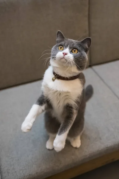 British Shorthair Stands Sticks Out — Stock Photo, Image