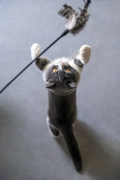 Смішний Короткошерстий Кіт Грає Іграшками — стокове фото