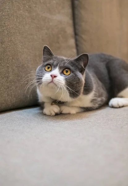 Británico Taquigrafía Gato Acostado Sofá — Foto de Stock