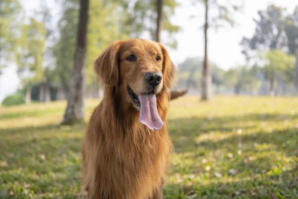 Portret Golden Retrievera Zbliżenie — Zdjęcie stockowe