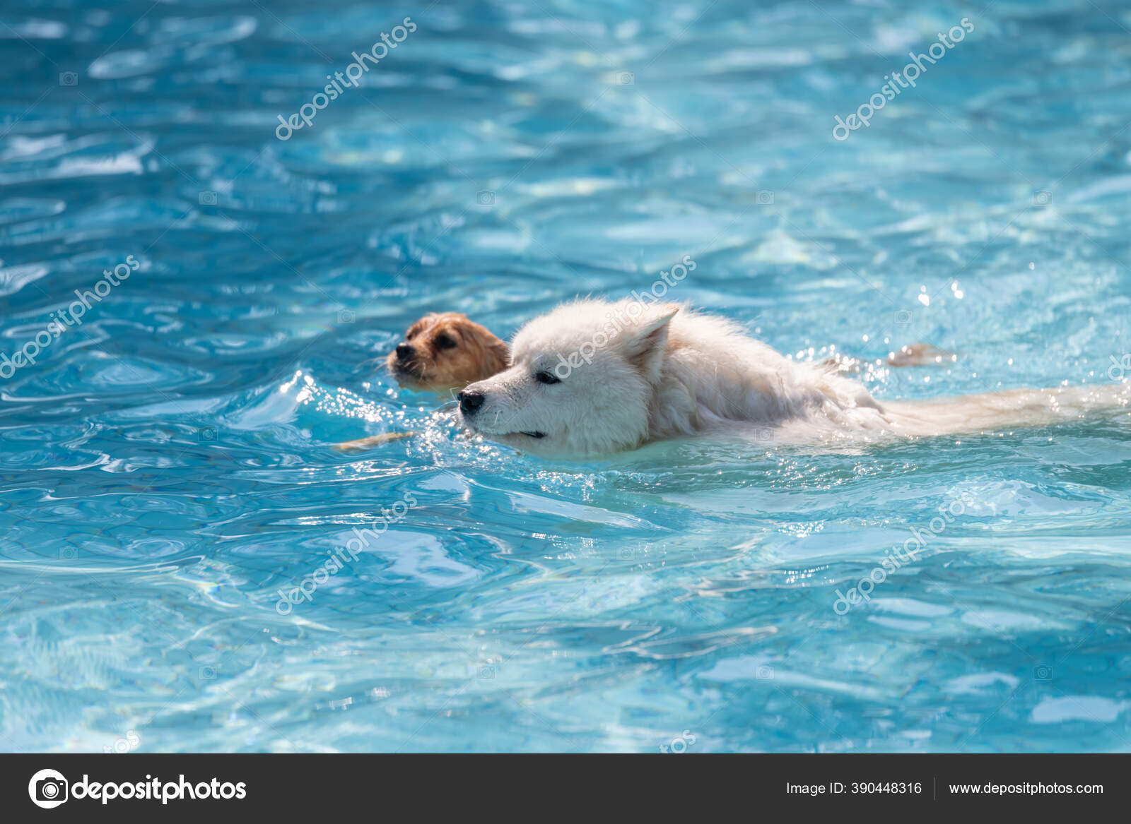 Samoyed Dog Swimming Another Puppy — Stock Photo © chendongshan
