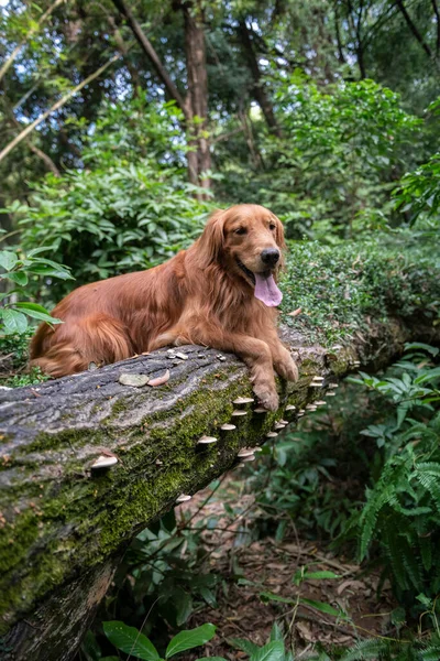 森の中で遊ぶ黄金のレトリバー — ストック写真