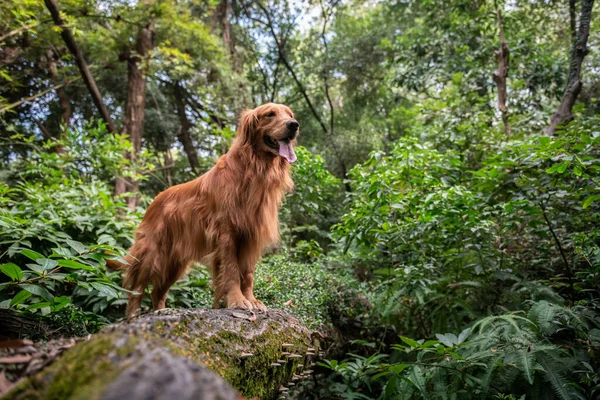 Golden Retriever Brincando Floresta — Fotografia de Stock