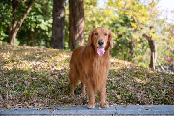 Golden Retriever Στέκεται Στη Σκιά — Φωτογραφία Αρχείου