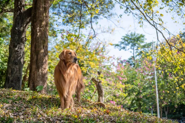 Golden Retriever Sombra — Fotografia de Stock