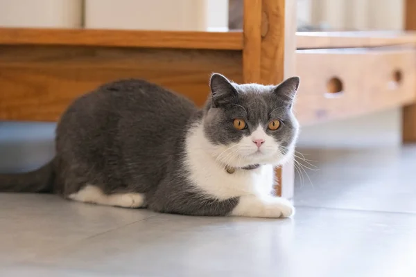 Kucing Bulu Pendek Inggris Yang Lucu Tembakan Dalam Ruangan — Stok Foto