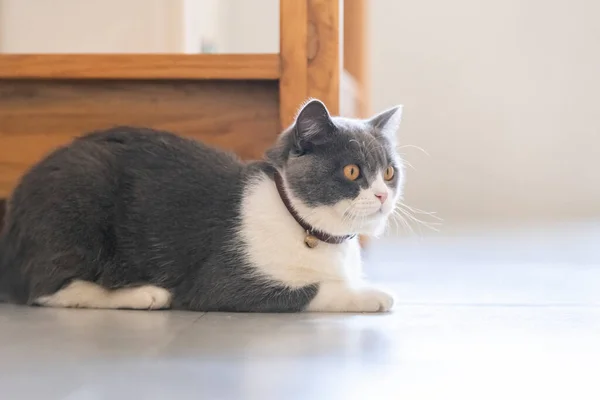 Χαριτωμένο Βρετανικό Shorthair Γάτα Εσωτερικό Πλάνο — Φωτογραφία Αρχείου