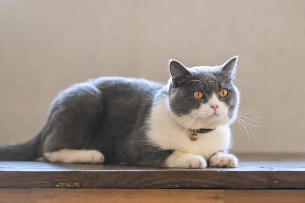 Cute British Shorthair Cat Indoor Shot — Stock Photo, Image