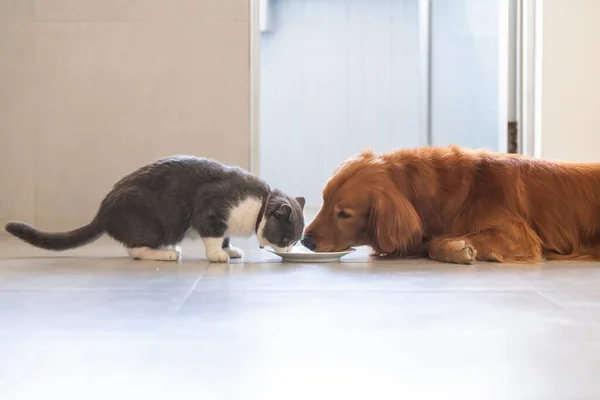 Βρετανική Shorthair Και Golden Retriever — Φωτογραφία Αρχείου