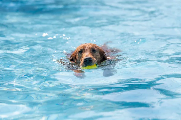 Golden Retriever Nage Dans Piscine — Photo