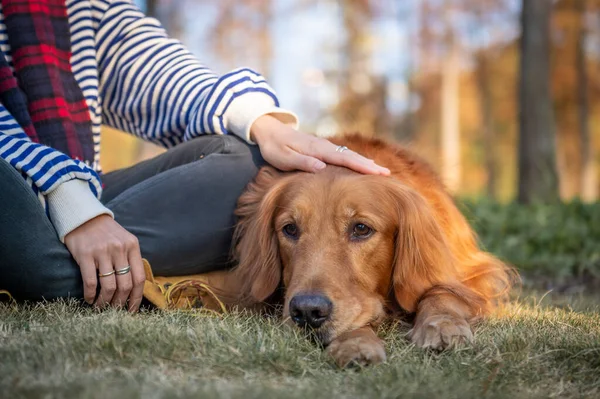 Golden Retriever Leży Obok Właściciela — Zdjęcie stockowe