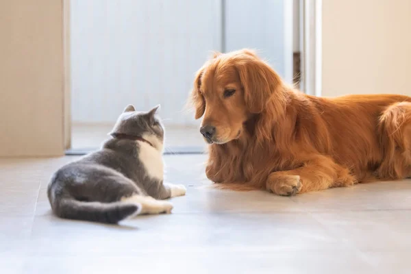 British Shorthair Και Golden Retriever Φιλικό — Φωτογραφία Αρχείου