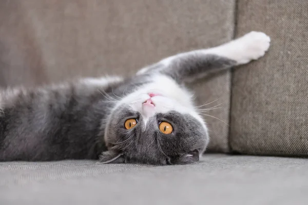 Britânico Gato Shorthair Deitado Sofá — Fotografia de Stock