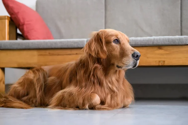 Golden Retriever Tendido Suelo — Foto de Stock