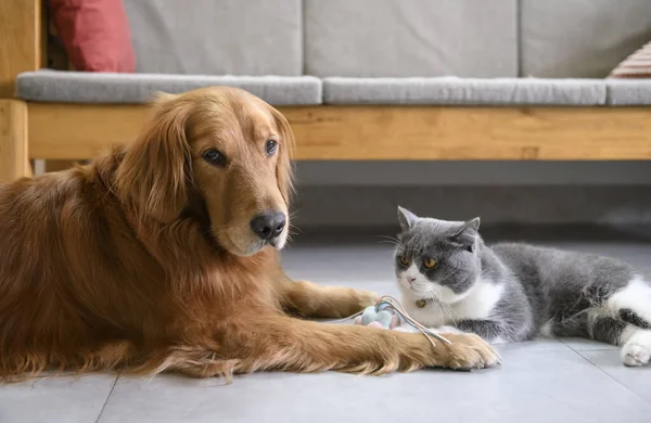 British Shorthair Golden Retriever — Fotografia de Stock