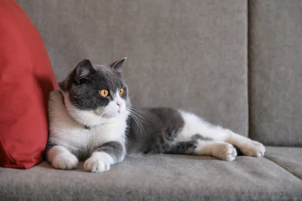 Britânico Gato Shorthair Deitado Sofá — Fotografia de Stock