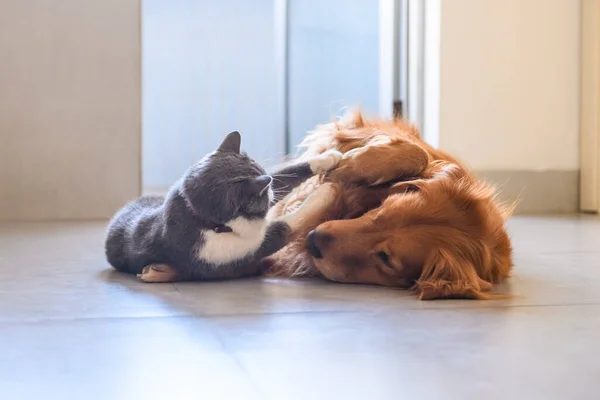 Britse Steno Golden Retriever Spelen — Stockfoto