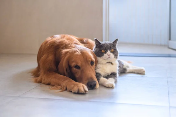 Britisch Kurzhaar Und Golden Retriever — Stockfoto