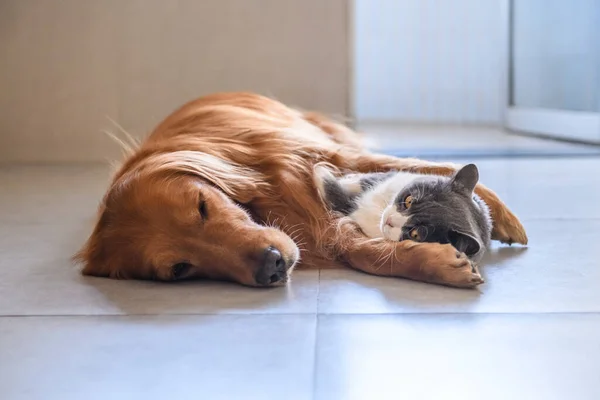 Brittiska Stenografien Och Golden Retriever — Stockfoto