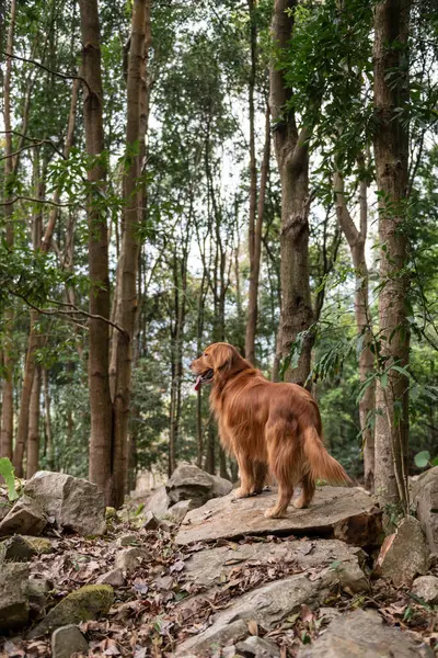 Golden Retriever Floresta — Fotografia de Stock