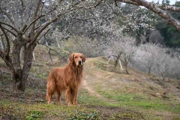 Golden Retriever Natureza — Fotografia de Stock