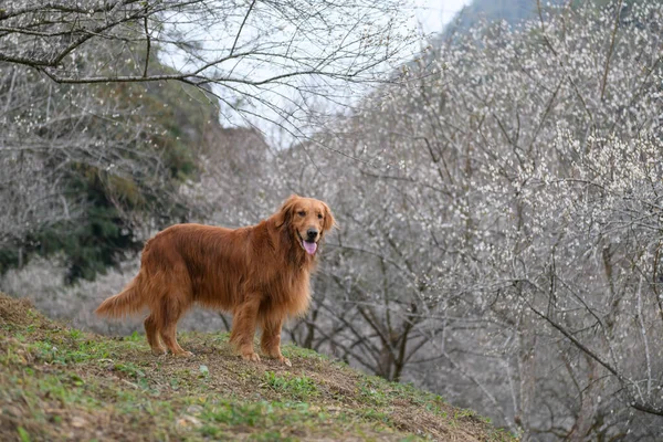 Golden Retriever Natureza — Fotografia de Stock