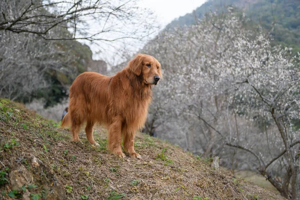 Golden Retriever Natureza — Fotografia de Stock