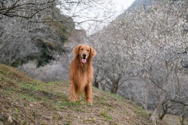 Golden Retriever Natureza — Fotografia de Stock