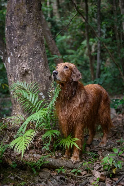 Golden Retriever Floresta — Fotografia de Stock