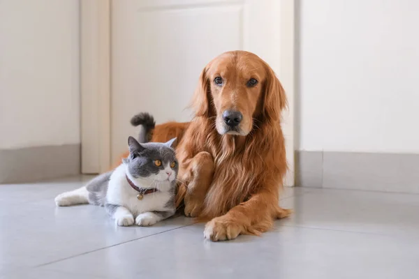 英国Shorthair和Golden Retriever公司 — 图库照片