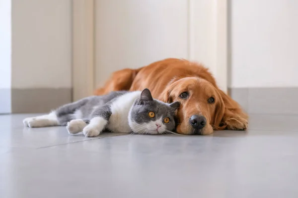 Βρετανική Shorthair Και Golden Retriever — Φωτογραφία Αρχείου