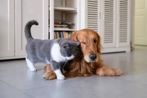 British Shorthair Golden Retriever — Foto de Stock