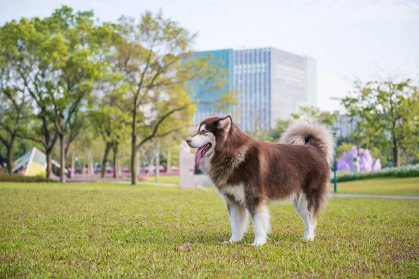 Cão Alasca Grama Parque — Fotografia de Stock