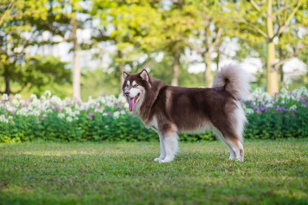 Alaskan Dog Grass Park — Stock Photo, Image