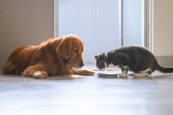 Britse Steno Golden Retriever Eten — Stockfoto