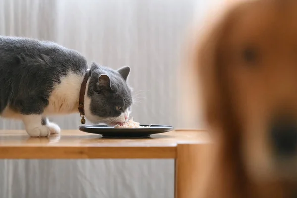 Britânico Gato Shorthair Está Comendo — Fotografia de Stock