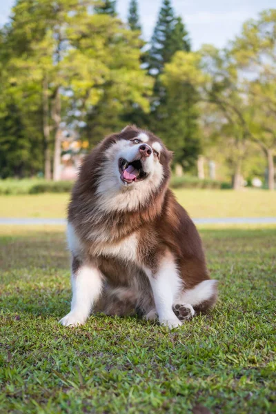 Chien Alaska Sur Herbe Dans Parc — Photo