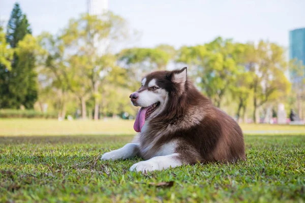 Alaskan Dog Grass Park — Stock Photo, Image