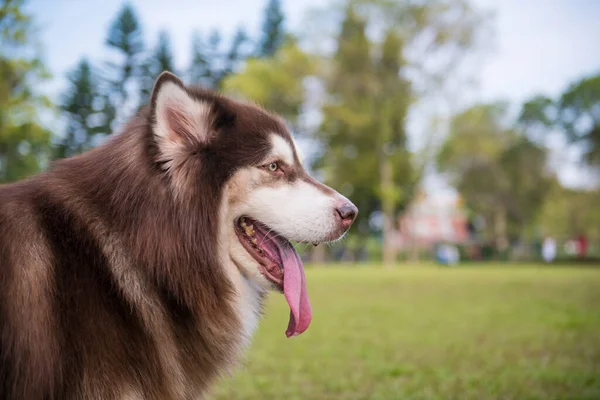 Alaska Hund Gräset Parken — Stockfoto