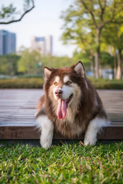 Chien Alaska Sur Herbe Dans Parc — Photo