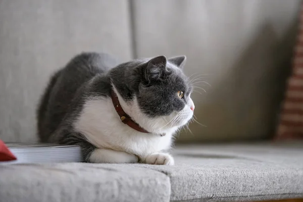 British Shorthair Cat Lying Sofa — Stock Photo, Image