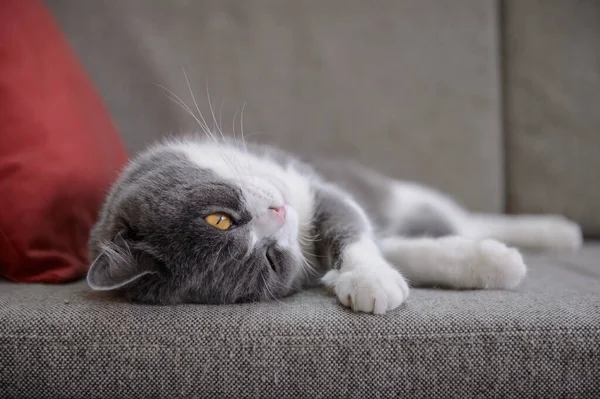 Britische Kurzhaarkatze Liegt Auf Dem Sofa — Stockfoto