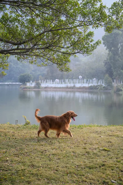 Golden Retriever Hierba Junto Lago —  Fotos de Stock