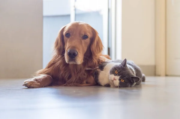 Britisch Kurzhaar Und Golden Retriever — Stockfoto