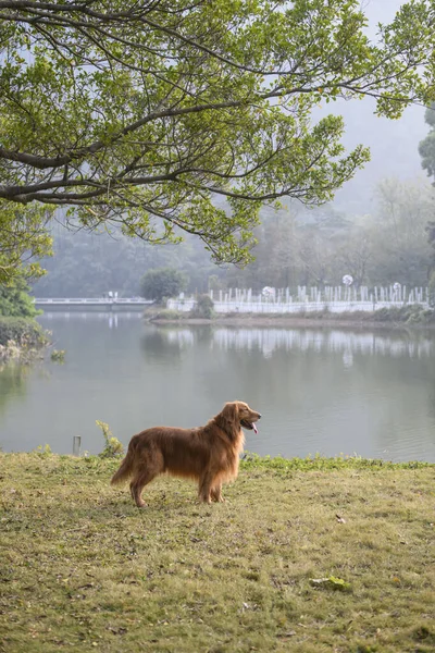 Golden Retriever Hierba Junto Lago —  Fotos de Stock