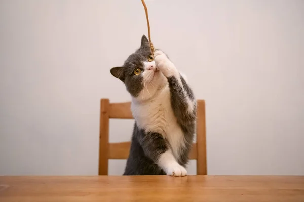 영국산 고양이가 식탁을 오르다 — 스톡 사진