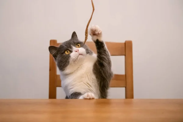 Britânico Gato Shorthair Sentado Mesa Jantar — Fotografia de Stock